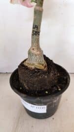 ENXERTO 12141  – 20cm (cor LM 582) - Imagem 6