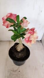 ENXERTO 12141  – 20cm (cor LM 582) - Imagem 4