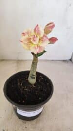 ENXERTO 12142  – 20cm (cor LM 918) - Imagem 2