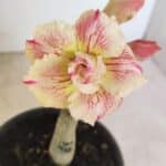 ENXERTO 12142  – 20cm (cor LM 918)