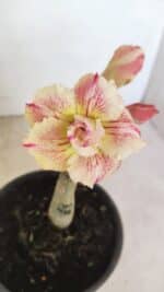 ENXERTO 12142  – 20cm (cor LM 918)