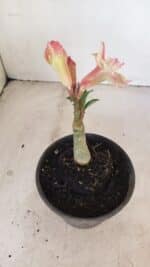 ENXERTO 12142  – 20cm (cor LM 918) - Imagem 5