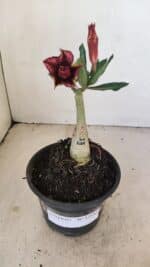 ENXERTO 12143  – 20cm (cor LM 1009) - Imagem 2