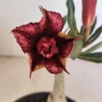 ENXERTO 12143  – 20cm (cor LM 1009)