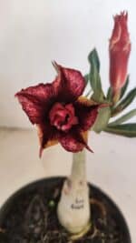 ENXERTO 12143  – 20cm (cor LM 1009)