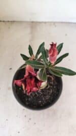 ENXERTO 12143  – 20cm (cor LM 1009) - Imagem 4