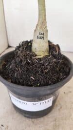 ENXERTO 12143  – 20cm (cor LM 1009) - Imagem 6