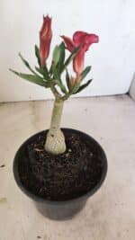 ENXERTO 12143  – 20cm (cor LM 1009) - Imagem 5