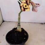 ENXERTO 12145  – 20cm (cor LM 827)