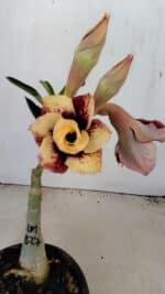 ENXERTO 12145  – 20cm (cor LM 827) - Imagem 3