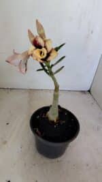 ENXERTO 12145  – 20cm (cor LM 827) - Imagem 2