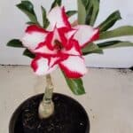 ENXERTO 12146  – 20cm (cor LM 797) Id: FERRARI