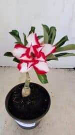 ENXERTO 12146  – 20cm (cor LM 797) Id: FERRARI