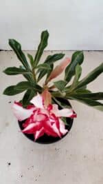 ENXERTO 12146  – 20cm (cor LM 797) Id: FERRARI - Imagem 4