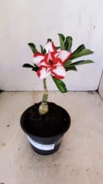 ENXERTO 12146  – 20cm (cor LM 797) Id: FERRARI - Imagem 5