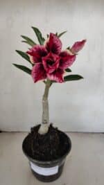 ENXERTO 12148  – 20cm (cor LM 1007) - Imagem 2