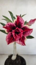 ENXERTO 12148  – 20cm (cor LM 1007)