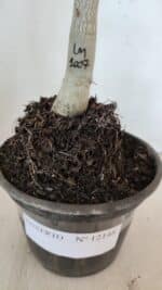 ENXERTO 12148  – 20cm (cor LM 1007) - Imagem 7