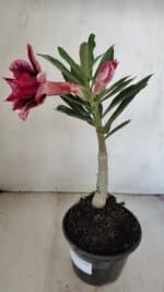 ENXERTO 12148  – 20cm (cor LM 1007) - Imagem 6