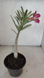 ENXERTO 12148  – 20cm (cor LM 1007) - Imagem 5