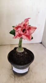 ENXERTO 12149  – 20cm (cor LM 969) - Imagem 2