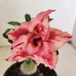 ENXERTO 12149  – 20cm (cor LM 969)