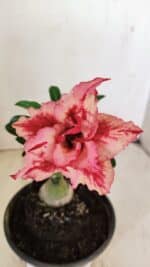 ENXERTO 12149  – 20cm (cor LM 969)