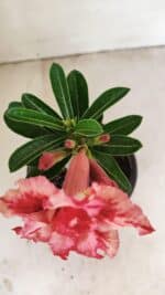 ENXERTO 12149  – 20cm (cor LM 969) - Imagem 4