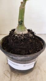 ENXERTO 12149  – 20cm (cor LM 969) - Imagem 7