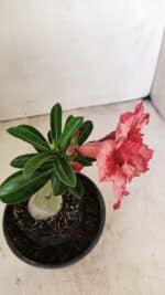 ENXERTO 12149  – 20cm (cor LM 969) - Imagem 6