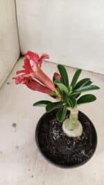 ENXERTO 12149  – 20cm (cor LM 969) - Imagem 5