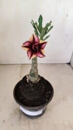 ENXERTO 12151  – 20cm (cor LM 1009) - Imagem 2