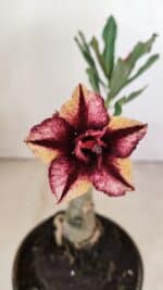 ENXERTO 12151  – 20cm (cor LM 1009)