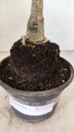 ENXERTO 12151  – 20cm (cor LM 1009) - Imagem 7