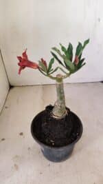 ENXERTO 12151  – 20cm (cor LM 1009) - Imagem 6