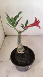 ENXERTO 12151  – 20cm (cor LM 1009) - Imagem 5