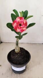 ENXERTO 12152  – 20cm (cor LM 995) - Imagem 2