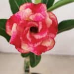 ENXERTO 12152  – 20cm (cor LM 995)