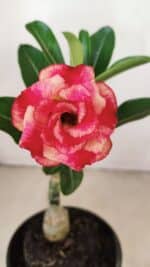 ENXERTO 12152  – 20cm (cor LM 995)