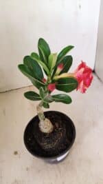 ENXERTO 12152  – 20cm (cor LM 995) - Imagem 6