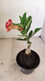 ENXERTO 12152  – 20cm (cor LM 995) - Imagem 5