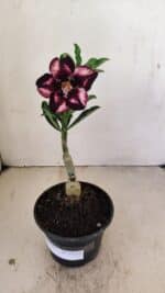 ENXERTO 12153 – 20cm (cor LM 989) - Imagem 2