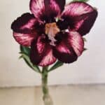 ENXERTO 12153 – 20cm (cor LM 989)