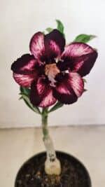 ENXERTO 12153 – 20cm (cor LM 989)