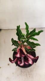 ENXERTO 12153 – 20cm (cor LM 989) - Imagem 4