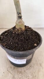 ENXERTO 12153 – 20cm (cor LM 989) - Imagem 7