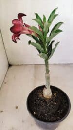 ENXERTO 12153 – 20cm (cor LM 989) - Imagem 5