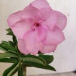 ENXERTO 12154 – 20cm (cor LM 08)