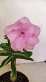 ENXERTO 12154 – 20cm (cor LM 08)