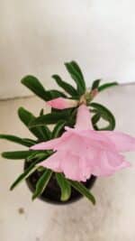 ENXERTO 12154 – 20cm (cor LM 08) - Imagem 4